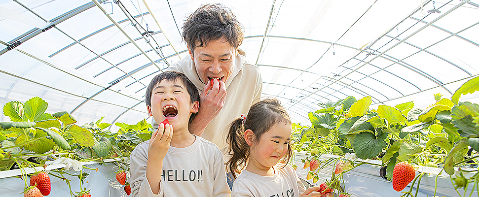 いちご市プロジェクト いちご市プロジェクト
