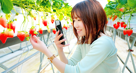 いちごを撮影 いちごを撮影