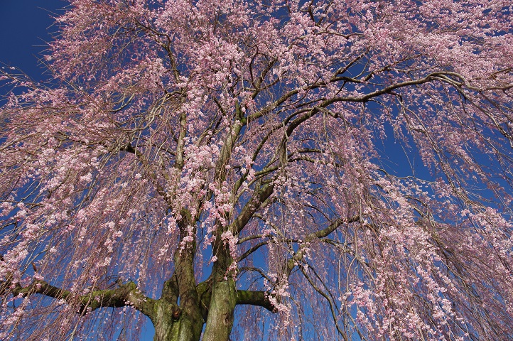 段の浦公園の枝垂れ桜 段の浦公園の枝垂れ桜