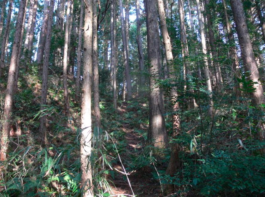 写真(2)-竪堀状の溝(登城路と考える赤(1)) 写真(2)-竪堀状の溝(登城路と考える赤(1))