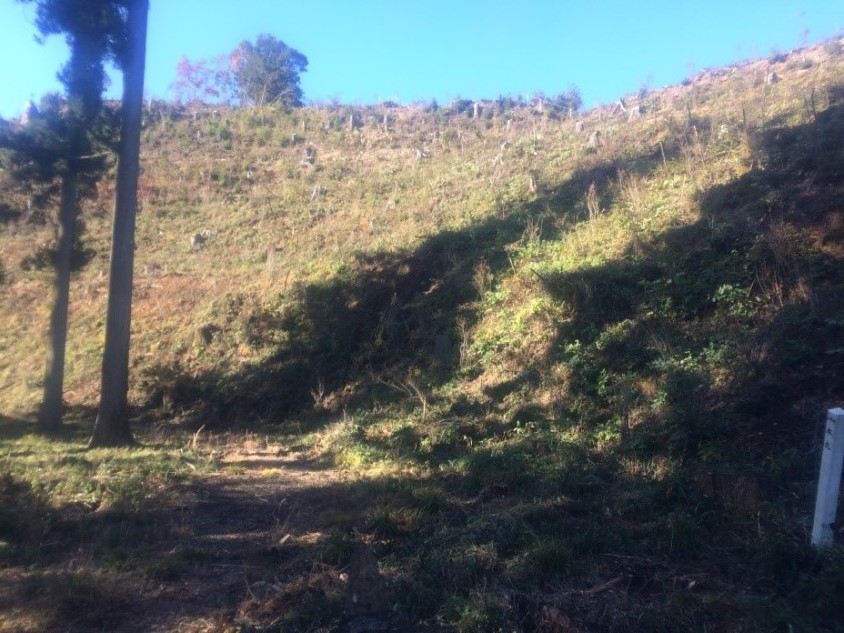 写真(2)主郭南の谷間の平坦地 写真(2)主郭南の谷間の平坦地