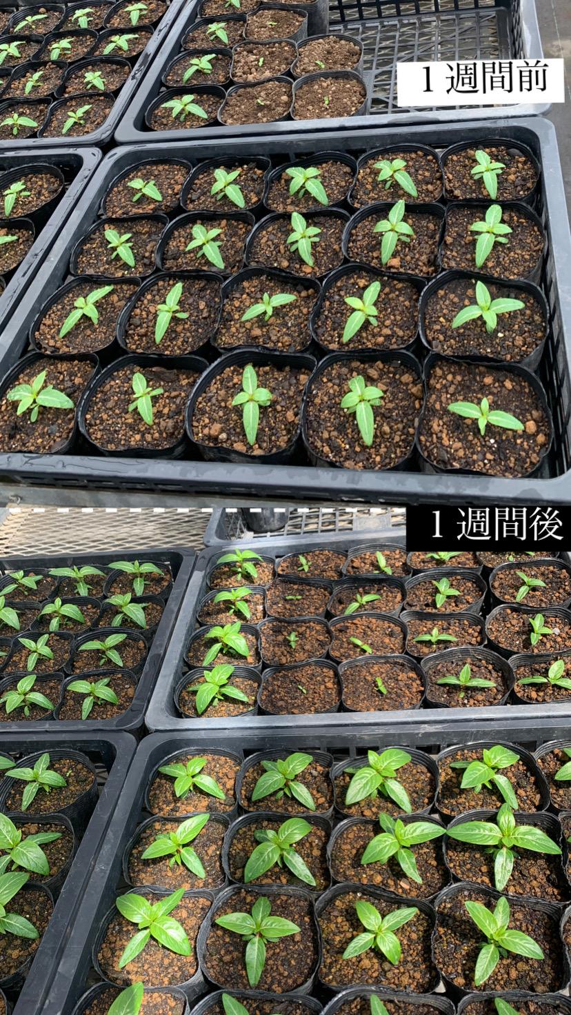 6一週間で育った苗 6一週間で育った苗