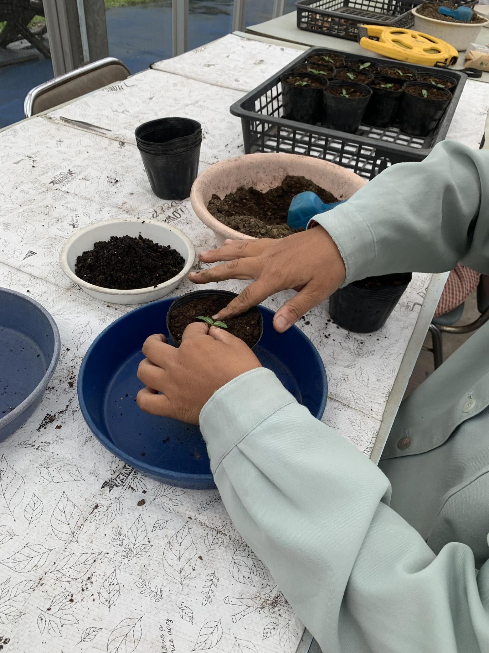 8利用者さん苗植え直し 8利用者さん苗植え直し
