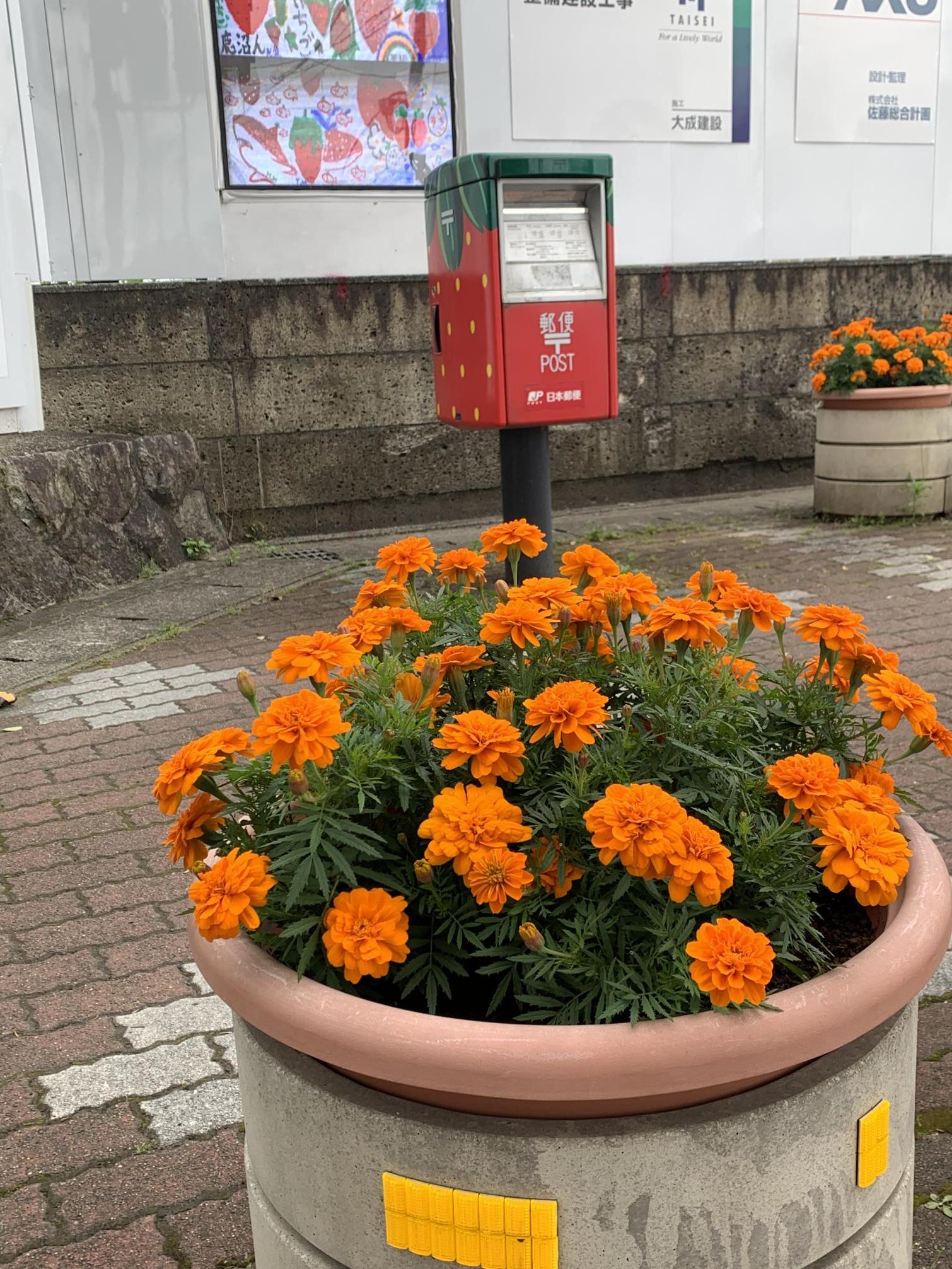 11市役所前ポストとマリーゴールド 11市役所前ポストとマリーゴールド