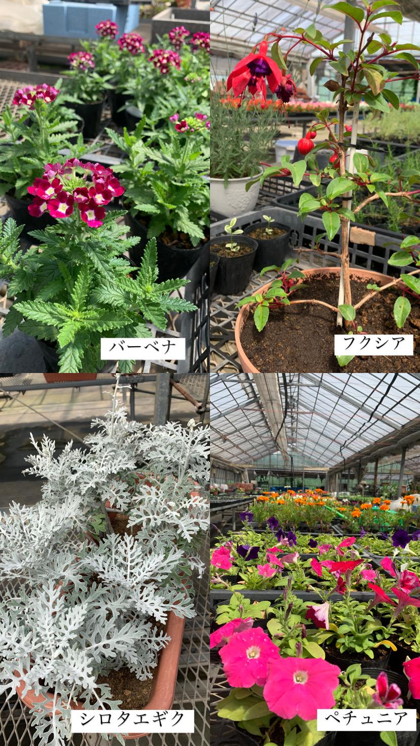 124種の花 124種の花