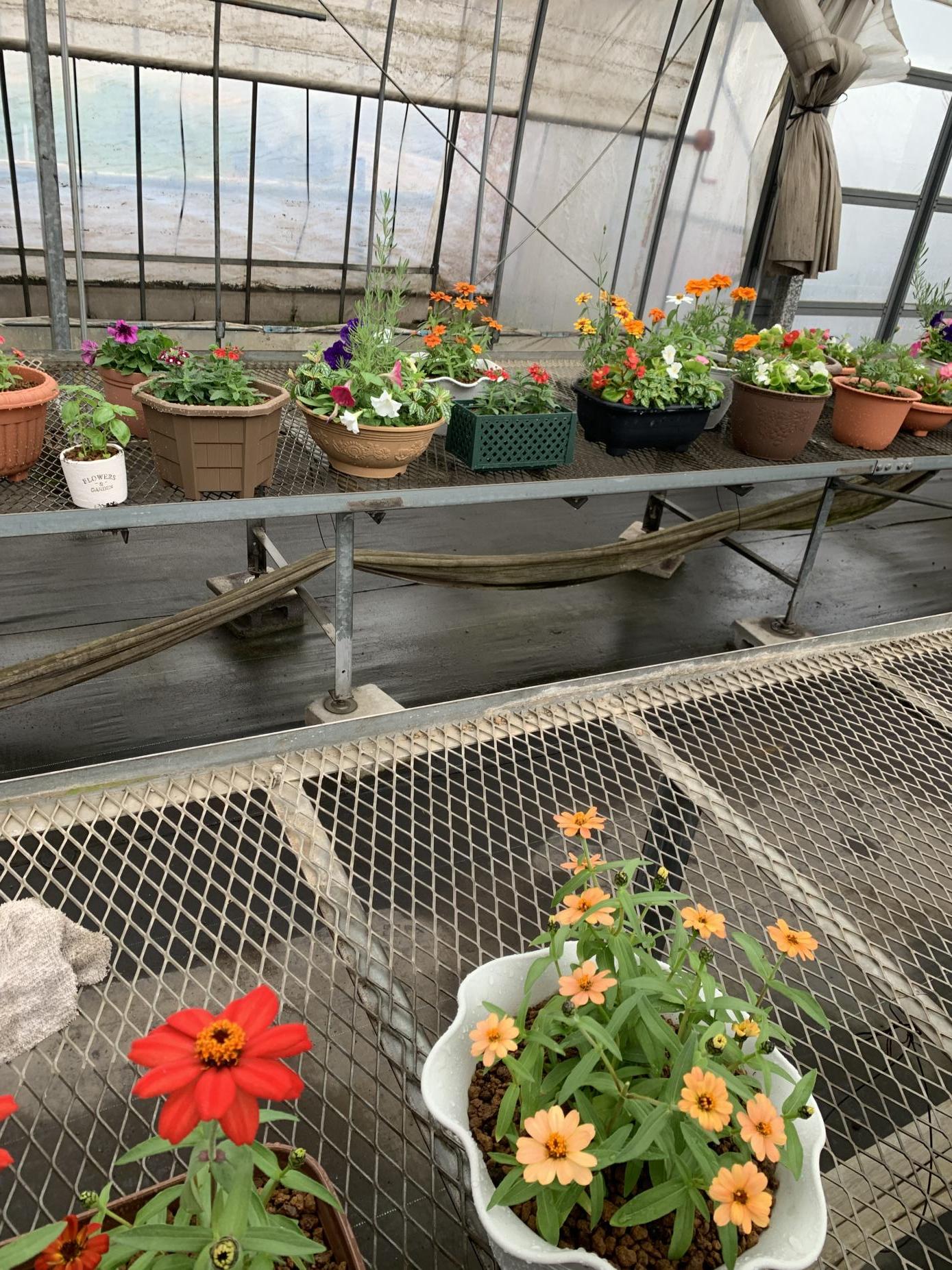 14寄せ植え全体 14寄せ植え全体