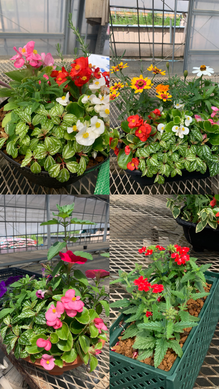 15寄せ植え単体 15寄せ植え単体