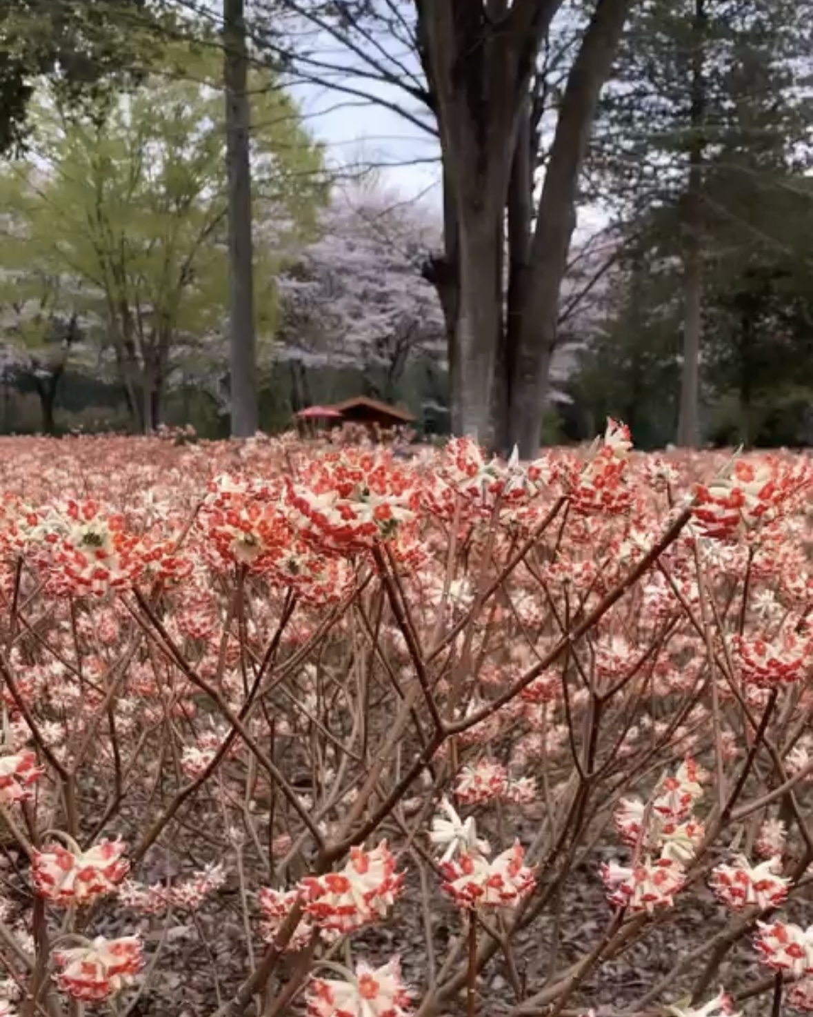 (21)嵯峨ガーデン三椏の花(2)